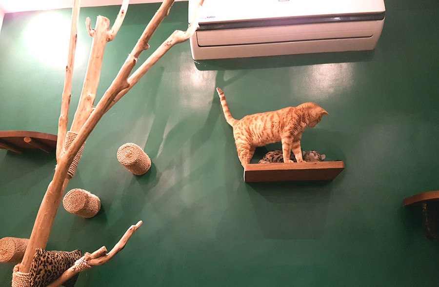 Cat and Dog  Cafe  in Manila 